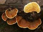 Habitus