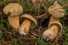 Habitus